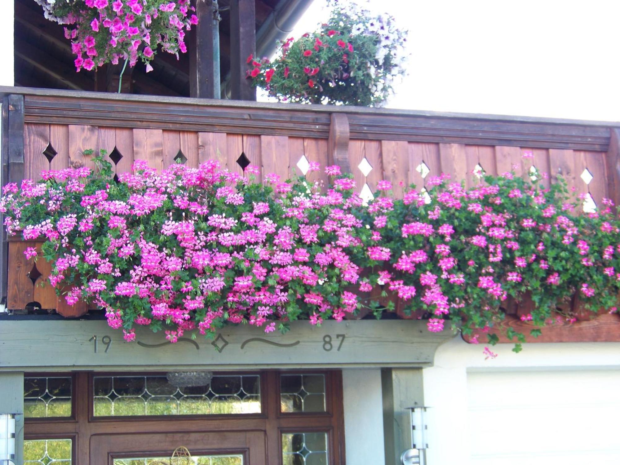 Pension Erna Zwiesel Exterior photo